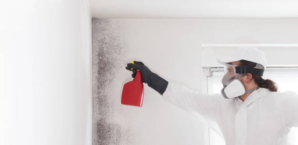 Professional Mold Removal in Maysville, NC